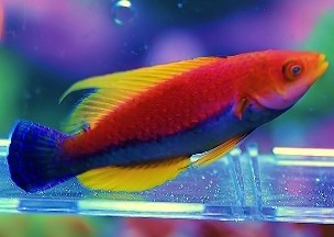 Photo:  Whip Fin Fairy Wrasse